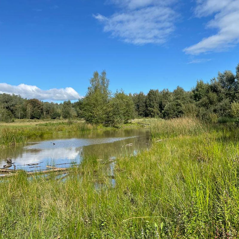 Korenbloem Coachingspraktijk Veenendaal